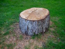How Our Tree Care Process Works  in  Elk River, MN