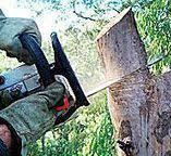 Professional Tree Care in Elk River, MN