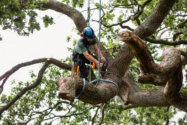 Best Commercial Tree Services  in Elk River, MN